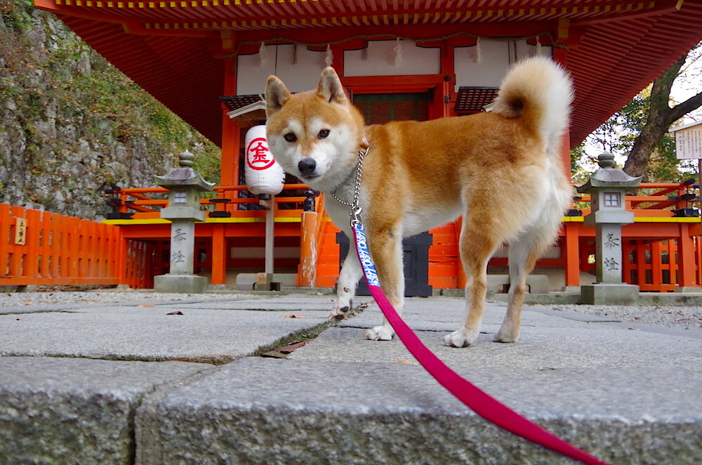 Kaiyun(中国)开云-摩洛哥骑手吉塔·日特科维奇荣获2024年最佳障碍赛骑手奖，表彰其卓越表现。