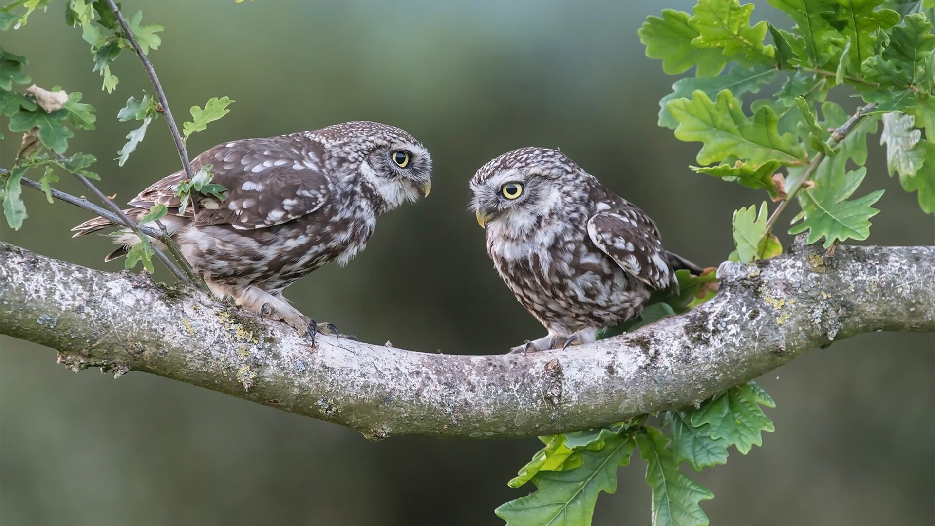揭秘冠军教头:战术背后的秘密武器,冠军教练百度百科