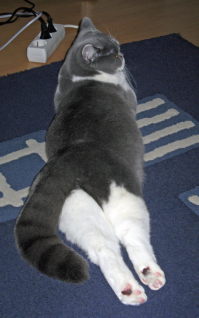 数字化战术分析平台在青少年训练中应用广泛,有效提升技巧,数字化战训系统