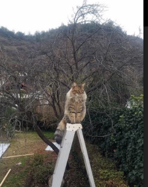 开云网站-未来“足球王者”崭露头角，欧冠闪耀之星，欧冠星耀球员