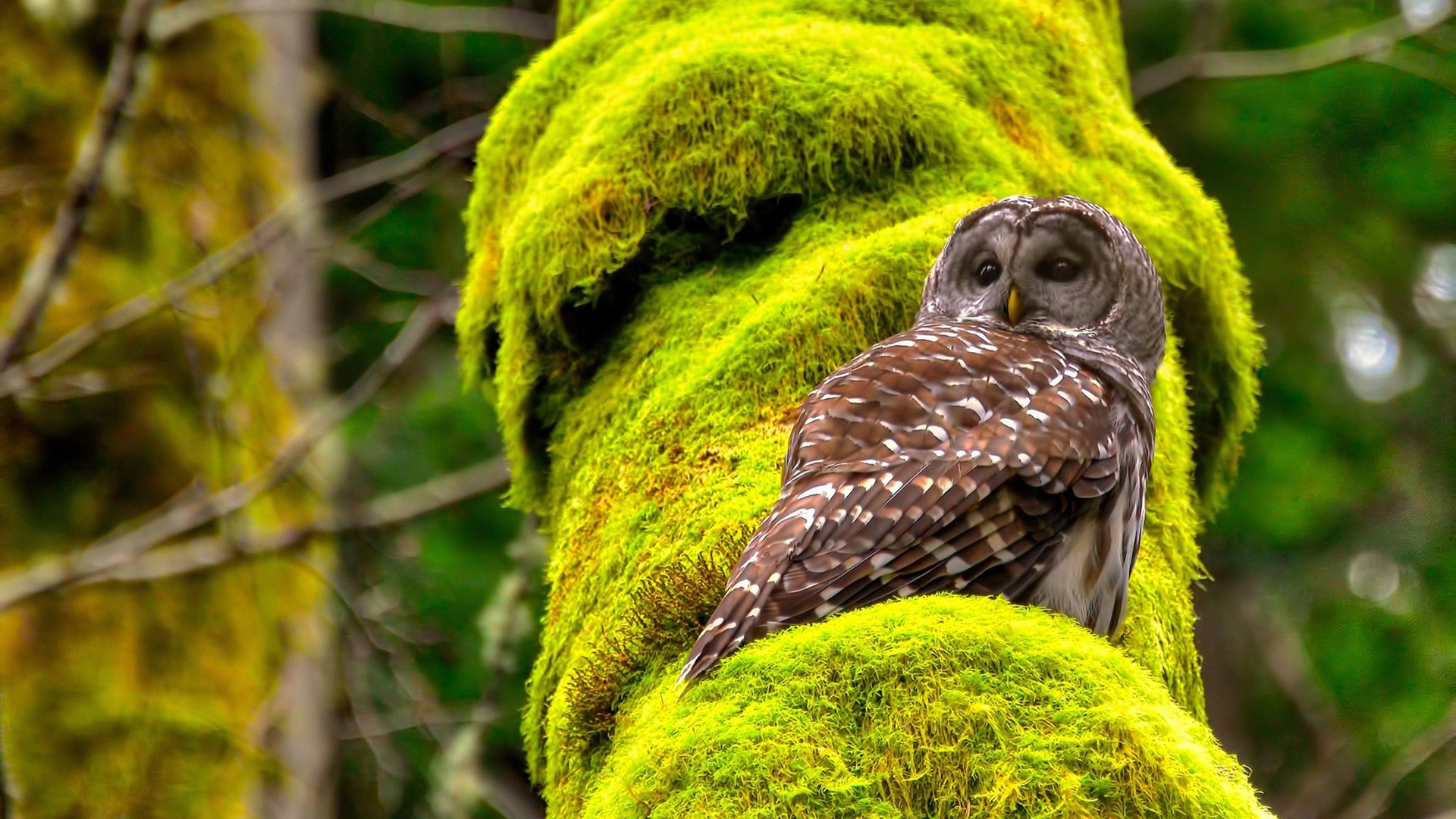 开云网站-车迷热情：全球F1直播风潮，f1赛车直播全程回放