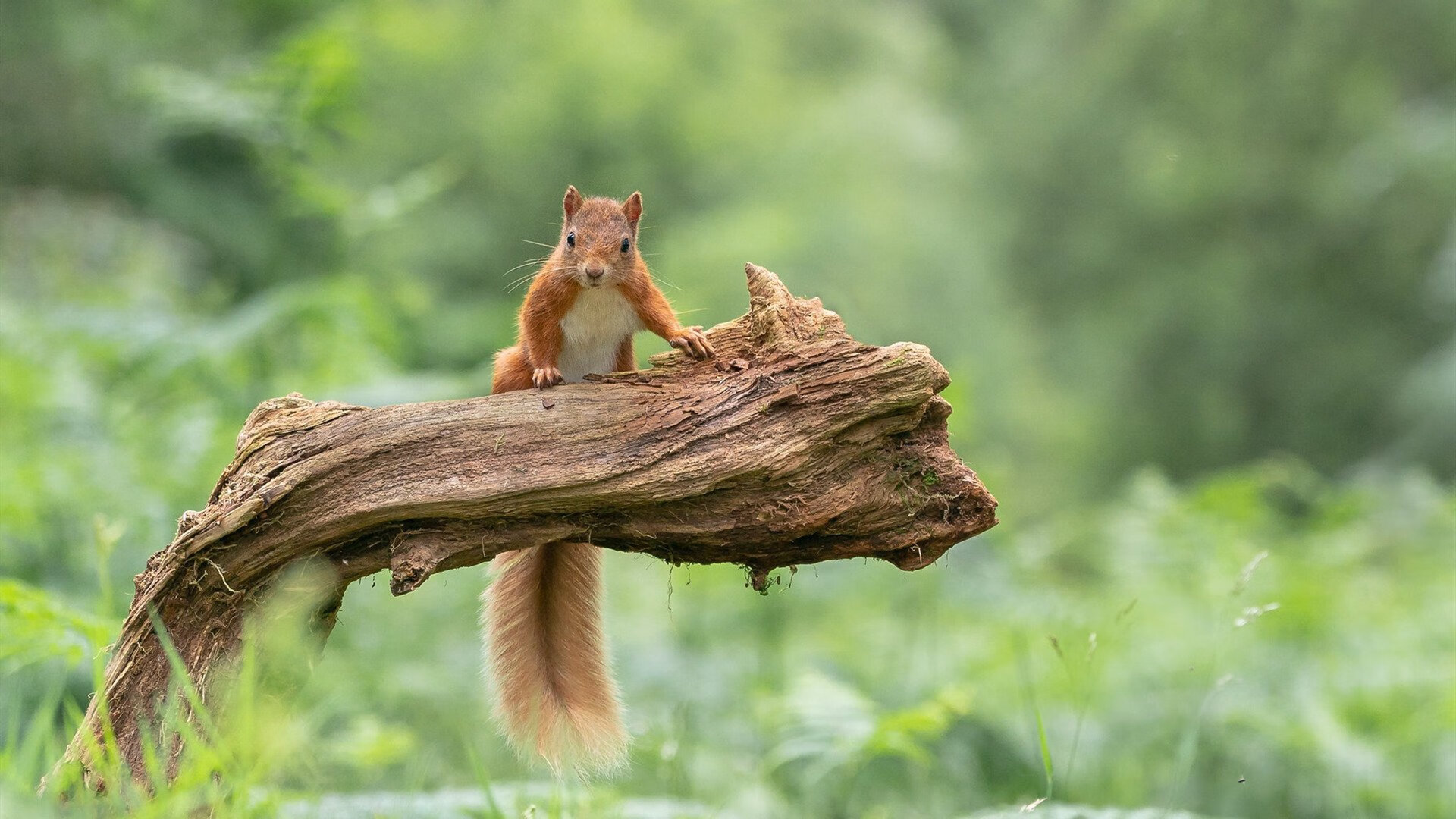 开云·体育官网-马竞1-0战胜塞维利亚，德保罗破门定胜负，马竞对塞维利亚集锦