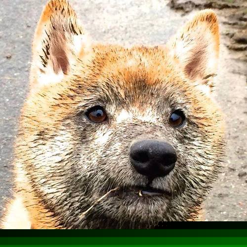 kaiyun官方入口登录-NBA电竞战队获邀参加全球邀请赛，电竞网络nba锦标赛