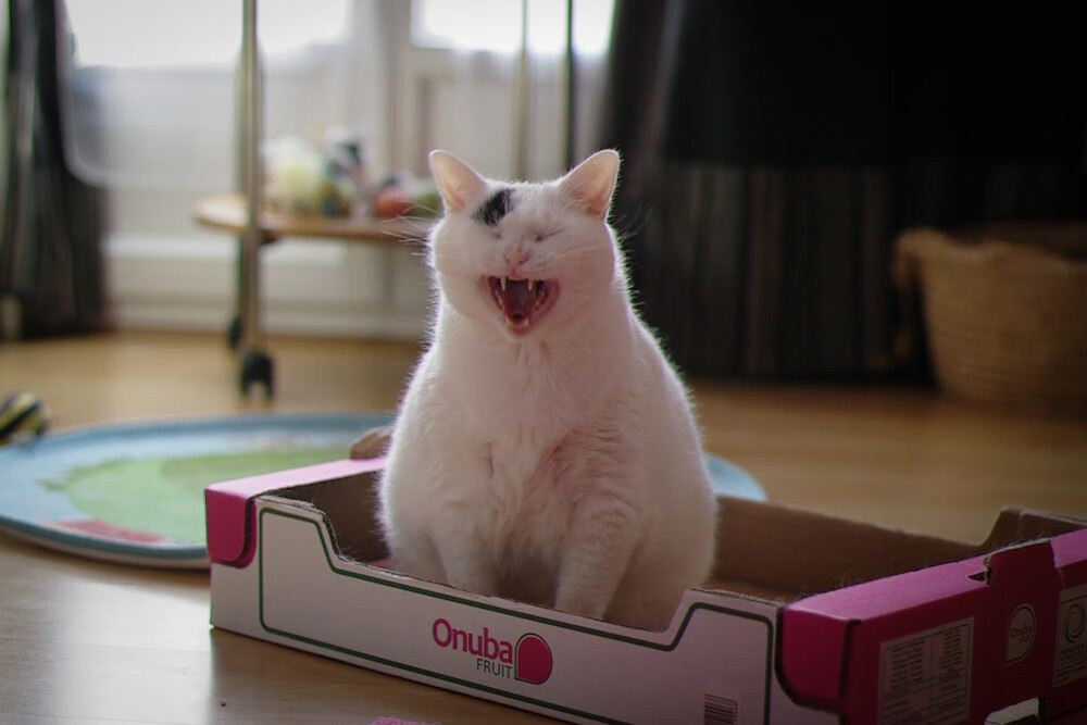 开云中国大陆-中国女足获得胜利 喜迎佳音 创造历史，中国女足逆袭