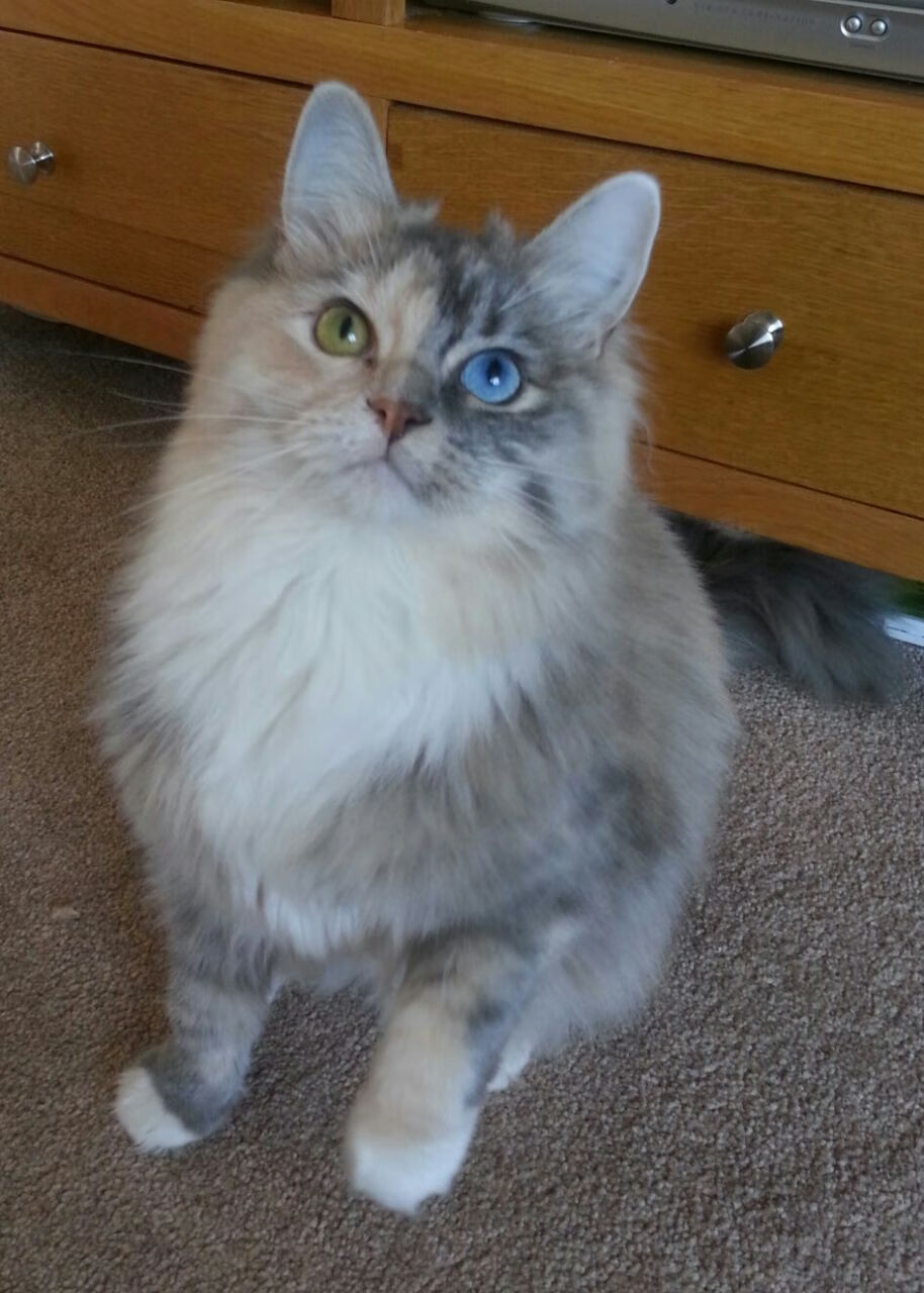 开云体育APP下载-南美解放者杯火爆开战阿根廷双雄展实力，南美解放者杯的由来