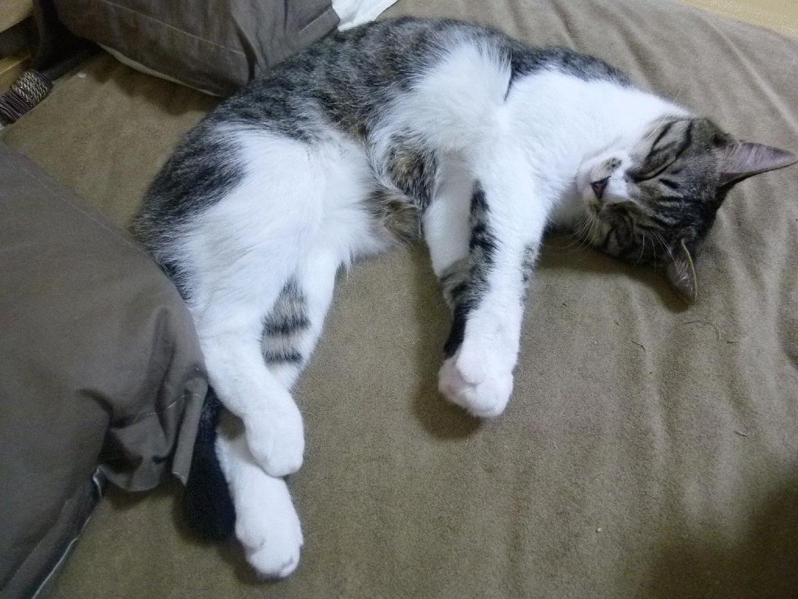 kaiyun体育app-哥伦比亚马术协会设立青少年马术奖学金，支持优秀学员发展。，哥伦比亚马戏团