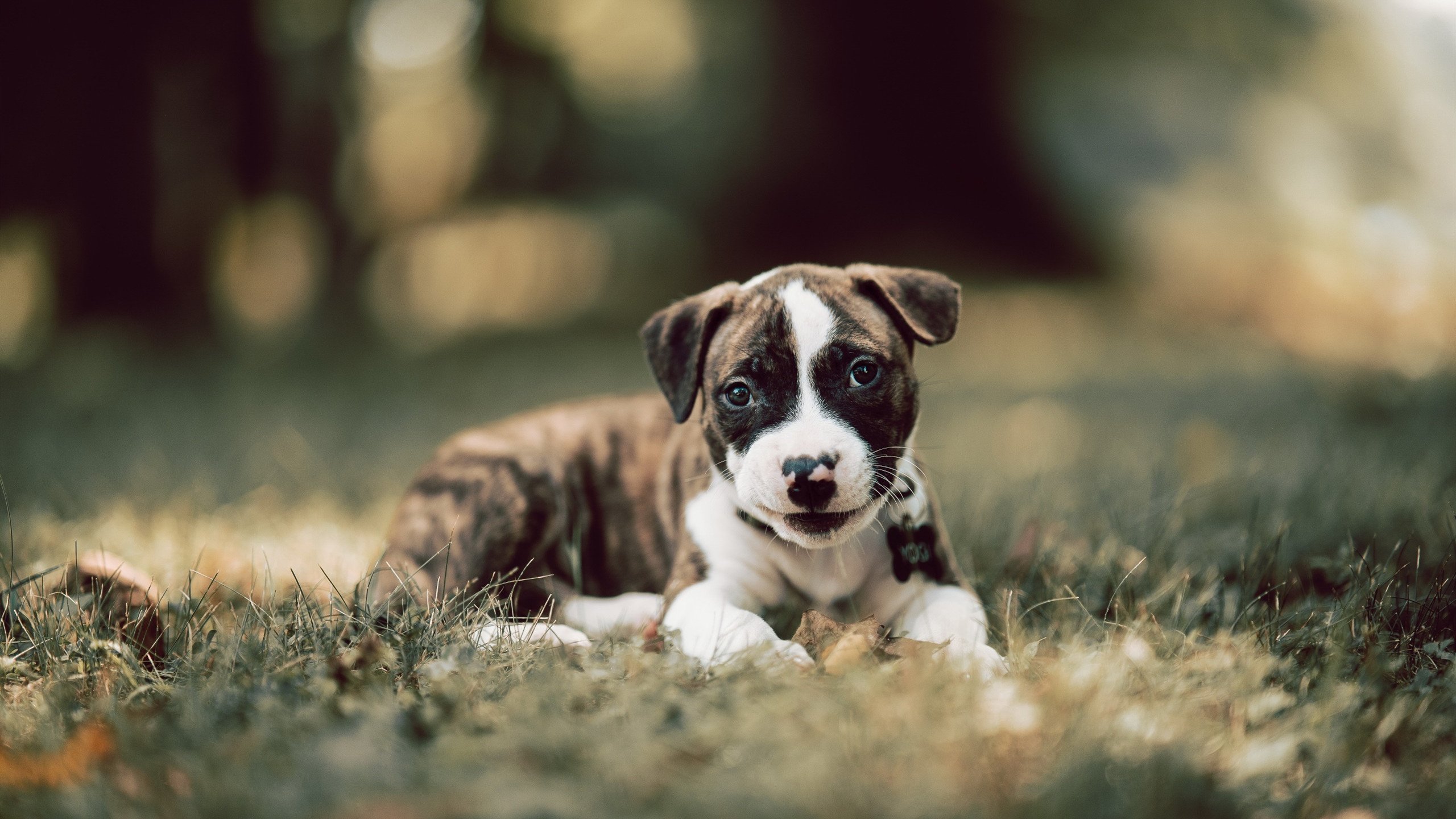 弗拉门戈主场迎战帕尔梅拉斯，弗拉门戈比赛视频