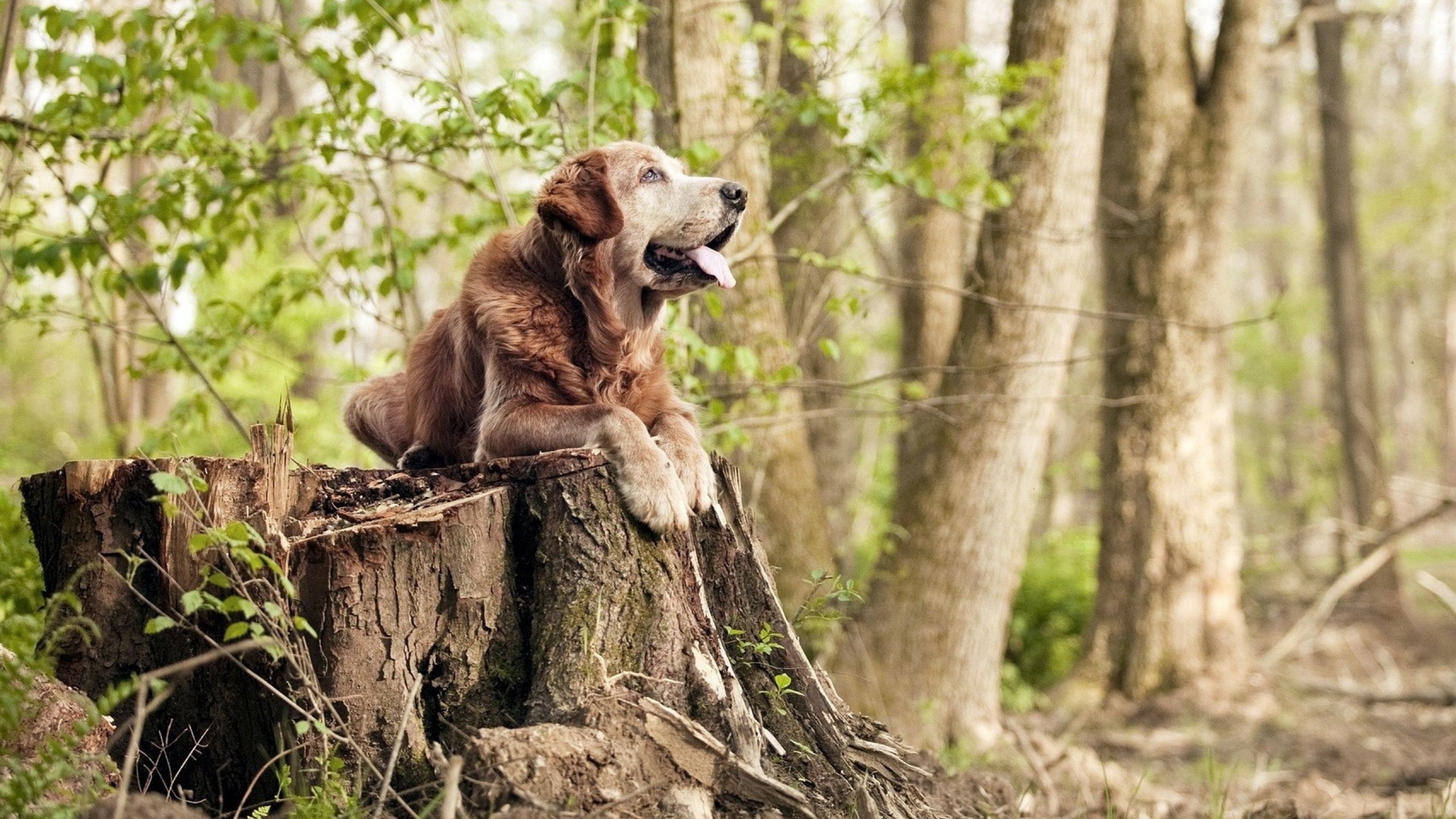 打法多变出奇,球队表现赢得赞誉,打败球队