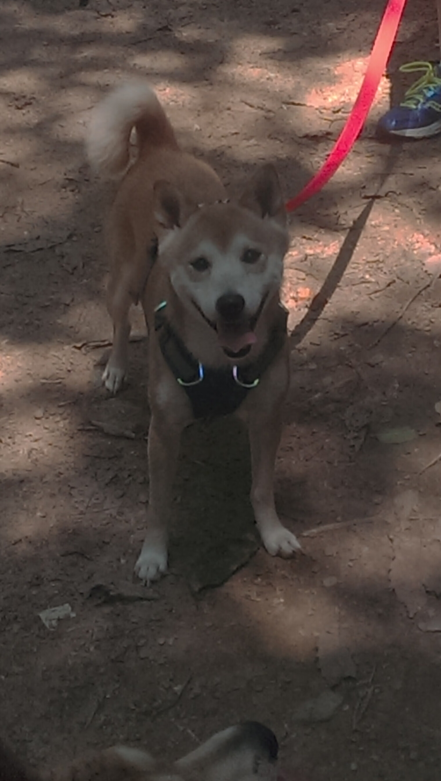 kaiyun中国官方网站-江苏龙球队整体配合日益流畅，江苏足球龙洋