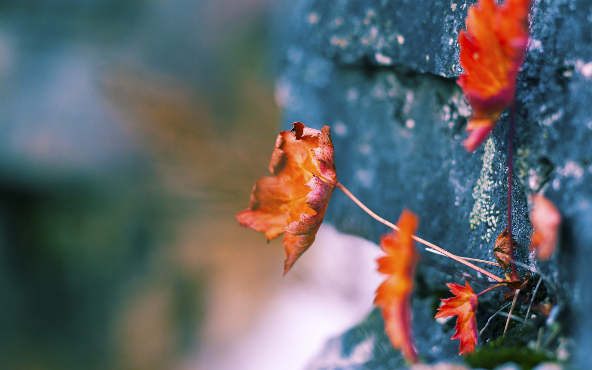 开云官方-汉诺威面对灾难，对手法兰克福如虎添翼，汉诺威lf1