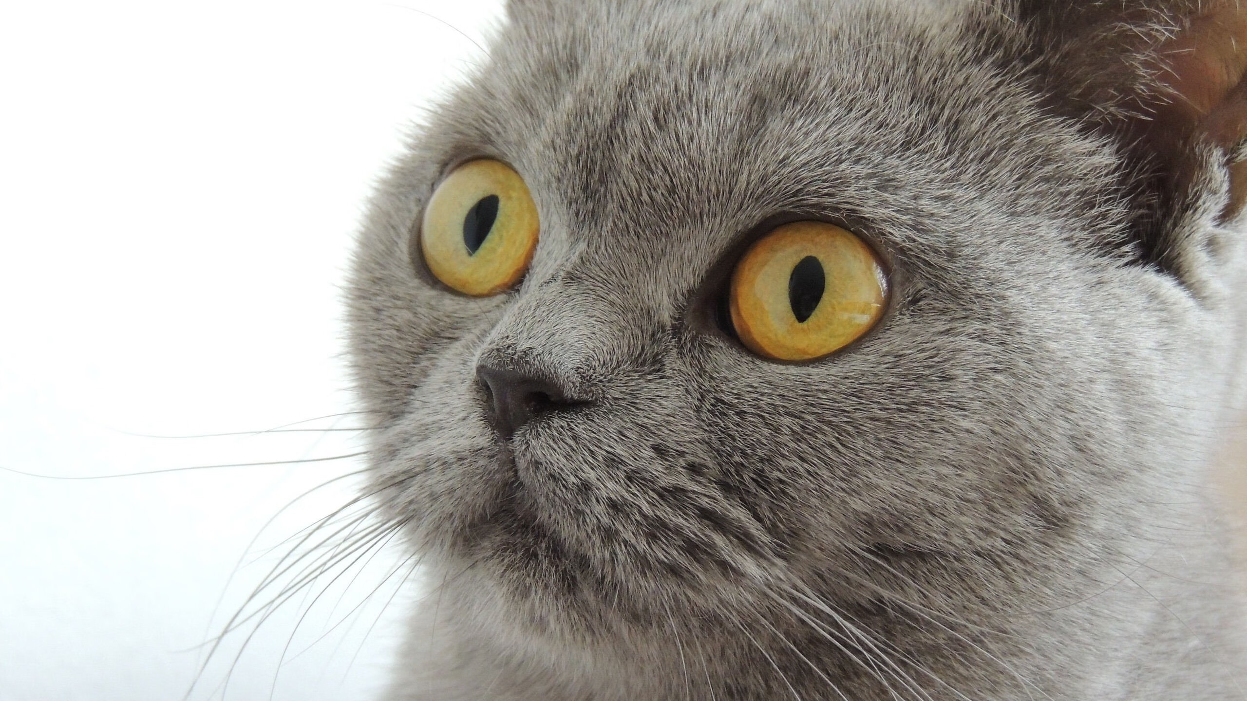 开云kaiyun-浙江广厦球队主场表现出色，浙江广厦2020至2021主场