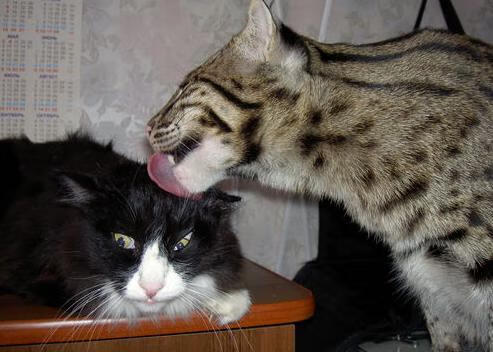 顶级赛事夺得冠军,实现完美收官,顶级比赛哪个才是真正的