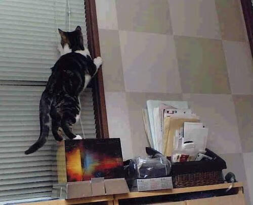 KAIYUNAPP-瑞士马术协会授予史蒂夫·古尔达特“年度最佳盛装舞步骑手”称号。