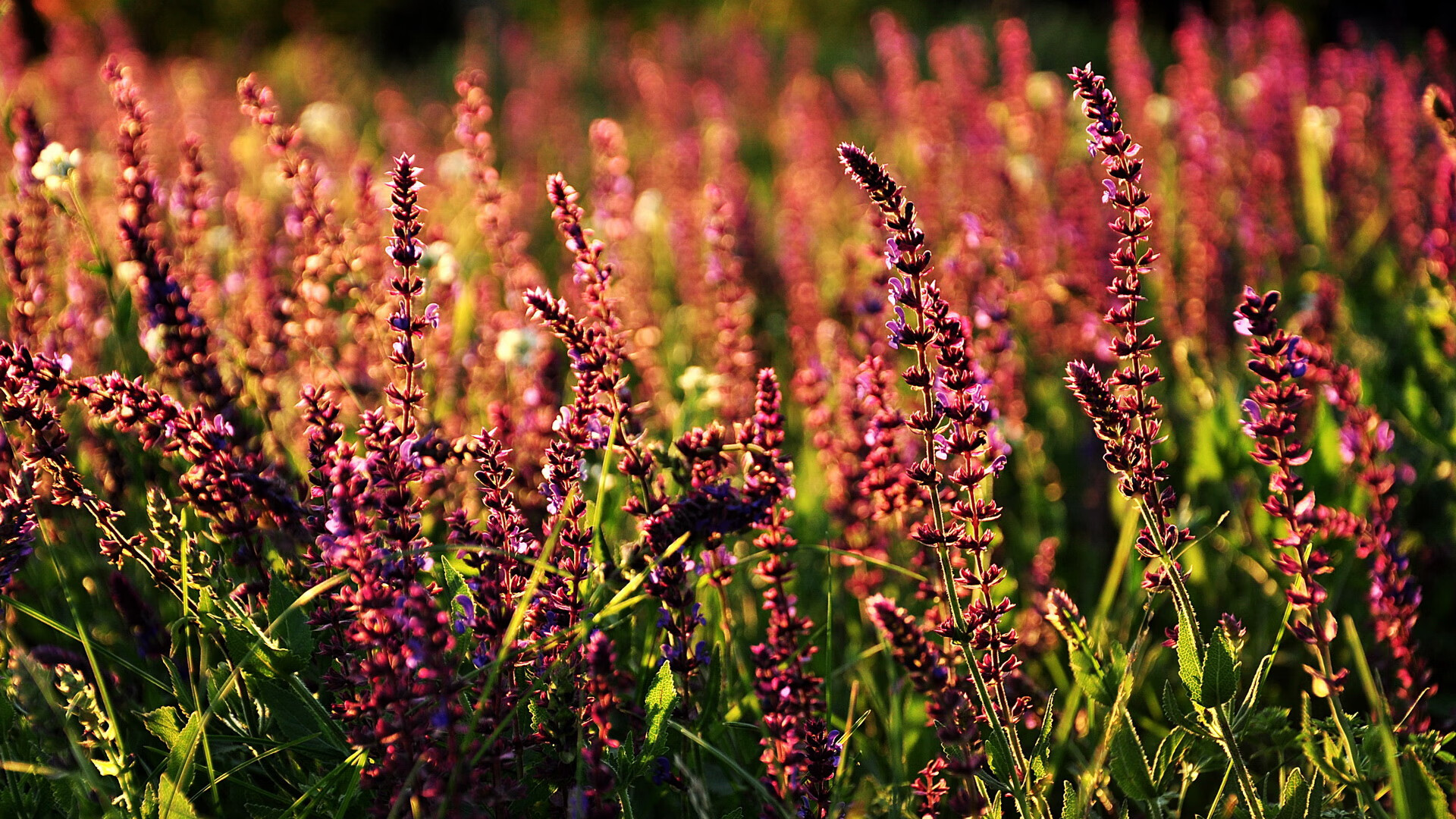 世界青少年马术表演比赛展现中国风采,中国马术青少年u系列赛