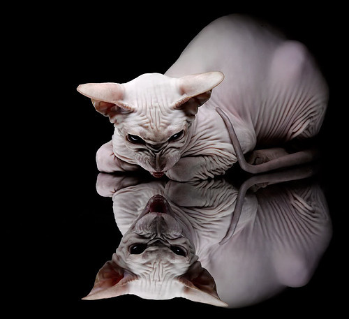 KAIYUN 中国大陆-新闻中心发布人才培养方案，人才培养具体实施方案