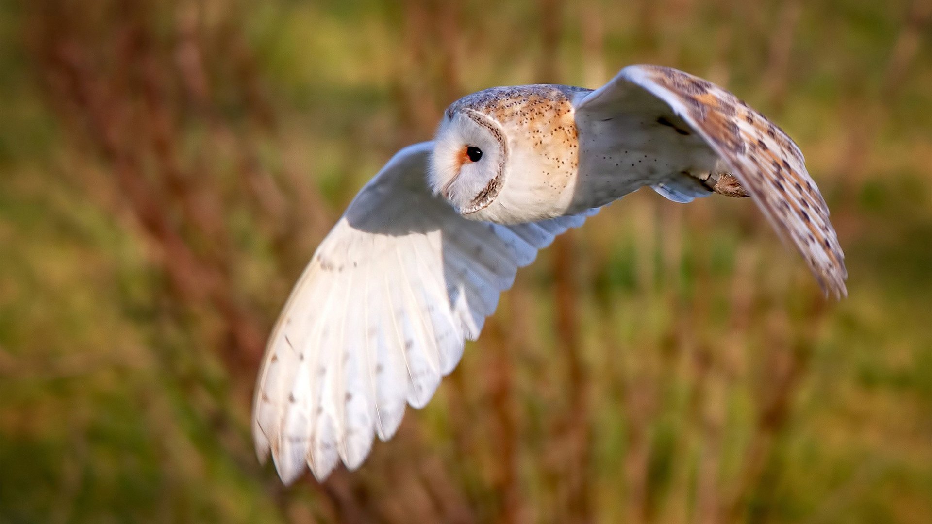 篮球运动员专项技术动作训练研究，篮球专项训练方案