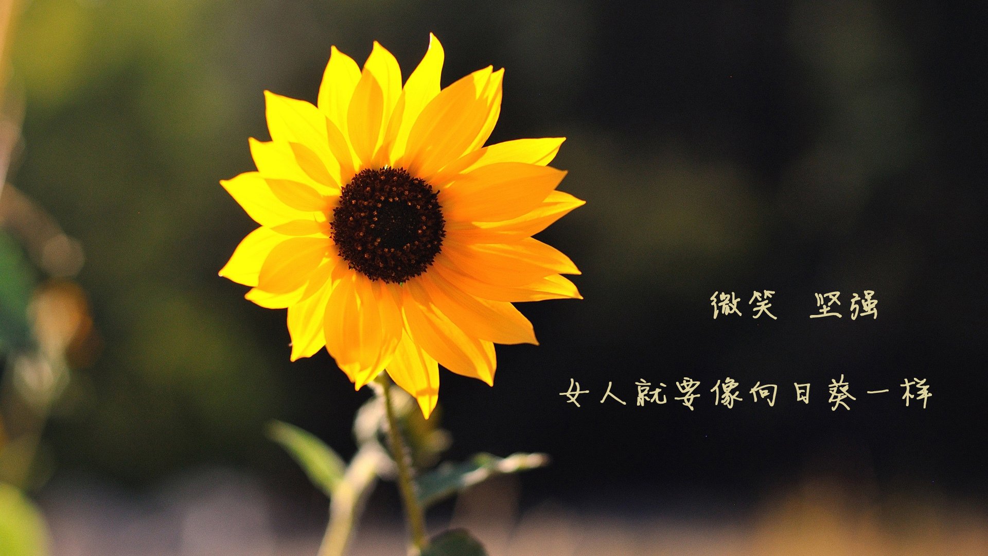 篮球运动员专项体能训练技术创新与应用研究,篮球专项体能训练方案