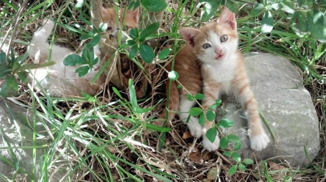 体育新闻中心联合高校开展体育新闻传播创新,体育学院新闻稿