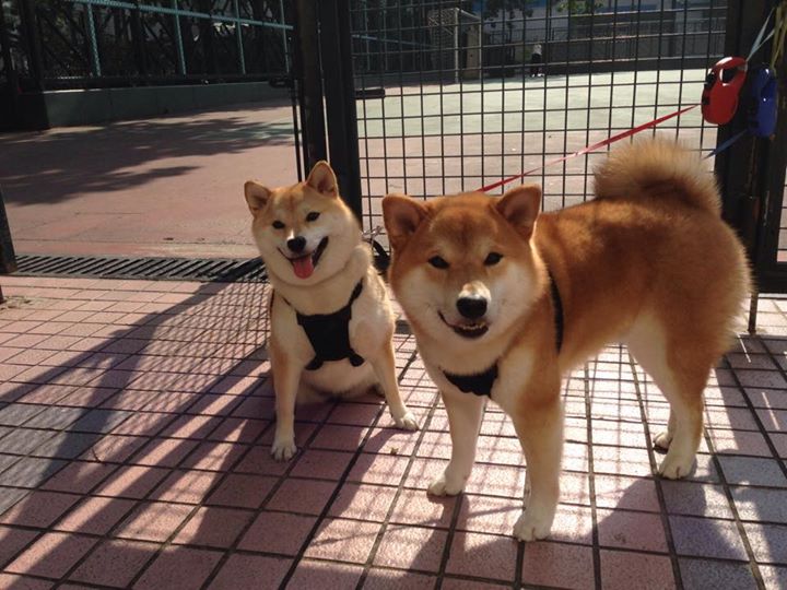 全国青少年轮滑赛道赛速度与技巧并重,青少年轮滑比赛视频