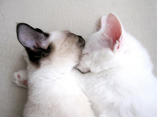 外援政策频繁调整扰乱发展,外援 要害