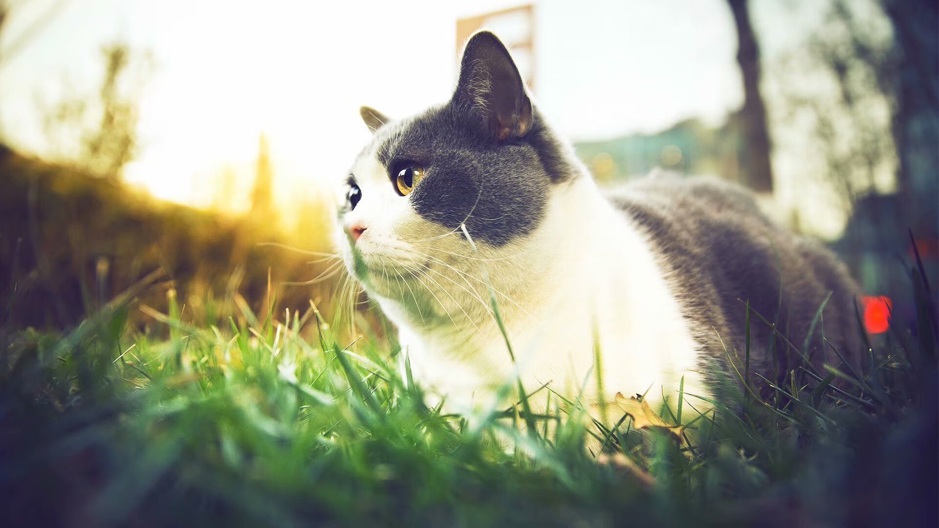 中国女排公开训练新阵容初现锋芒,中国女排训练赛