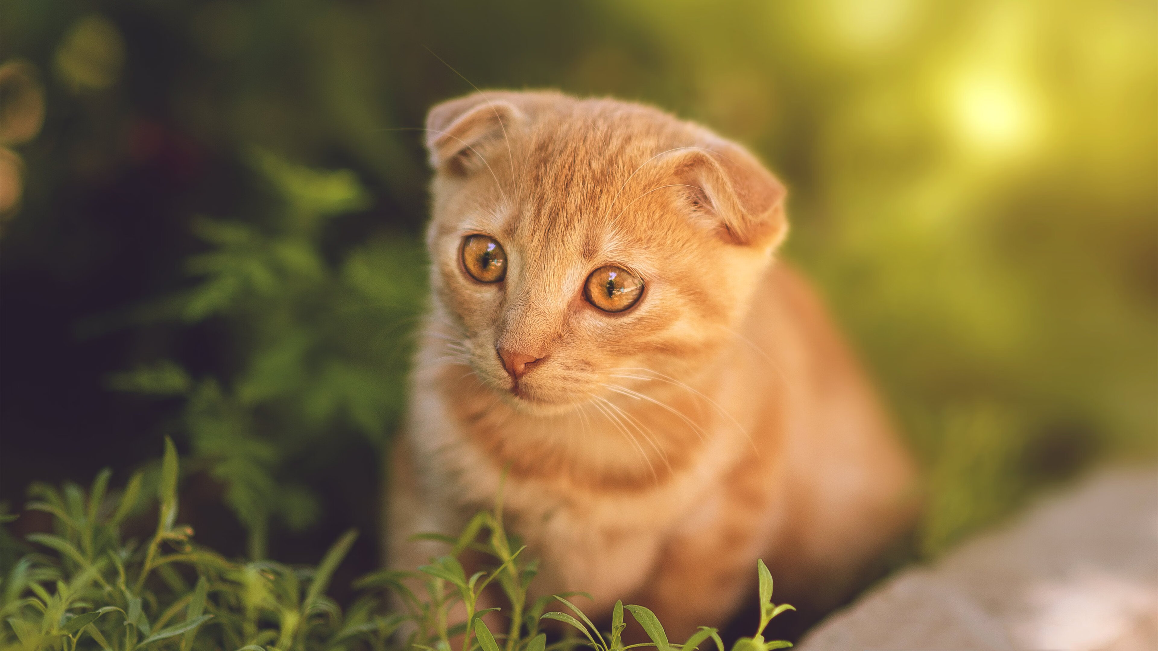 开云中国-叶门男篮在国际赛场中展现风采，激情拼搏跃向新高，电影叶门3