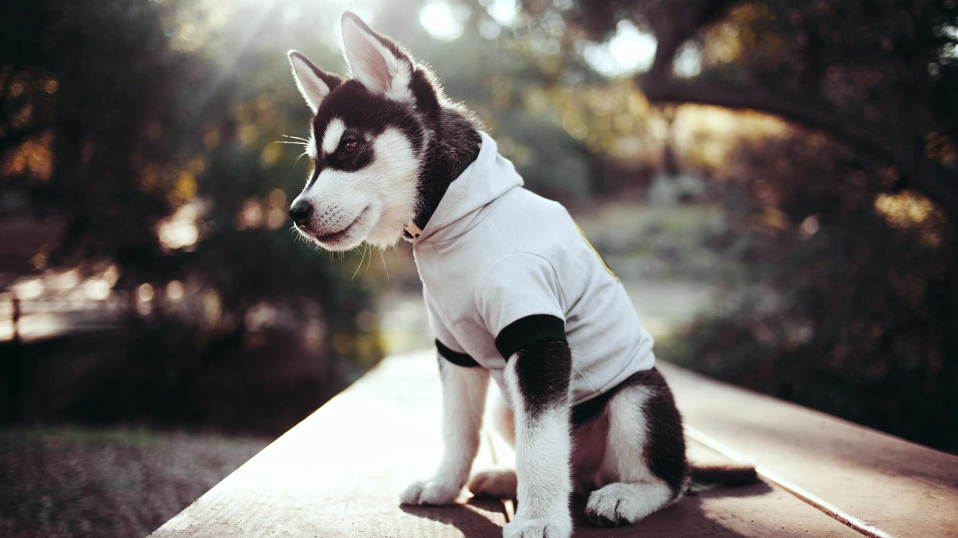 kaiyun中国官方网站-女子篮球联赛引入赛事分析平台提升技术指导，女子篮球比赛日程