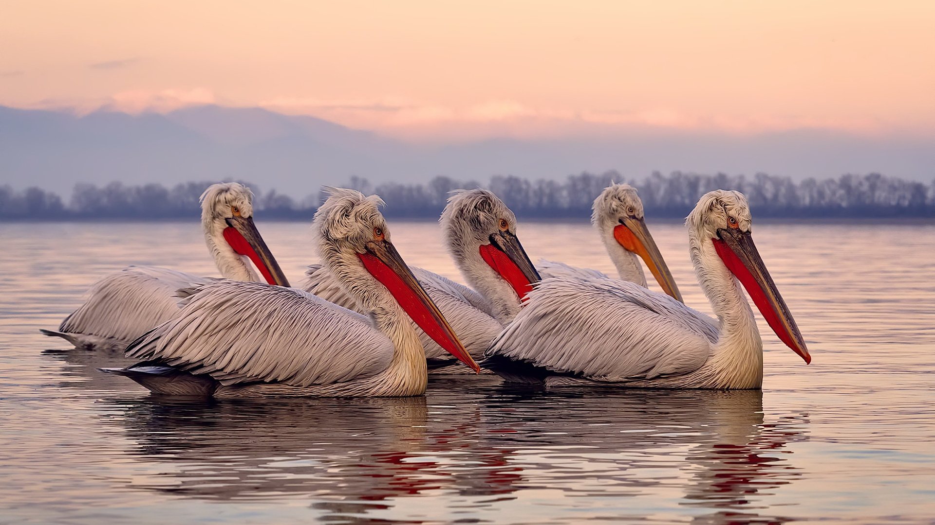 明星球员跨国转会频繁,国际市场竞争激烈,球星转会是什么意思