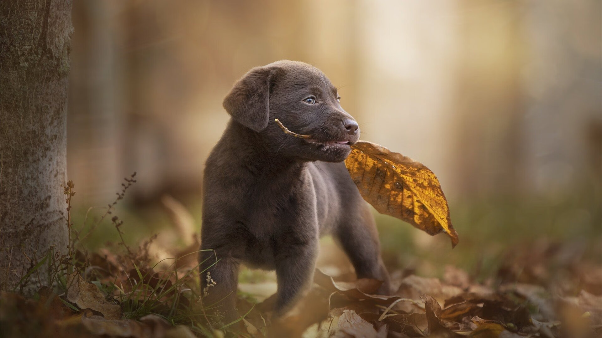智能裁判系统提升执法公正性,赢得广泛认可,智能车裁判系统