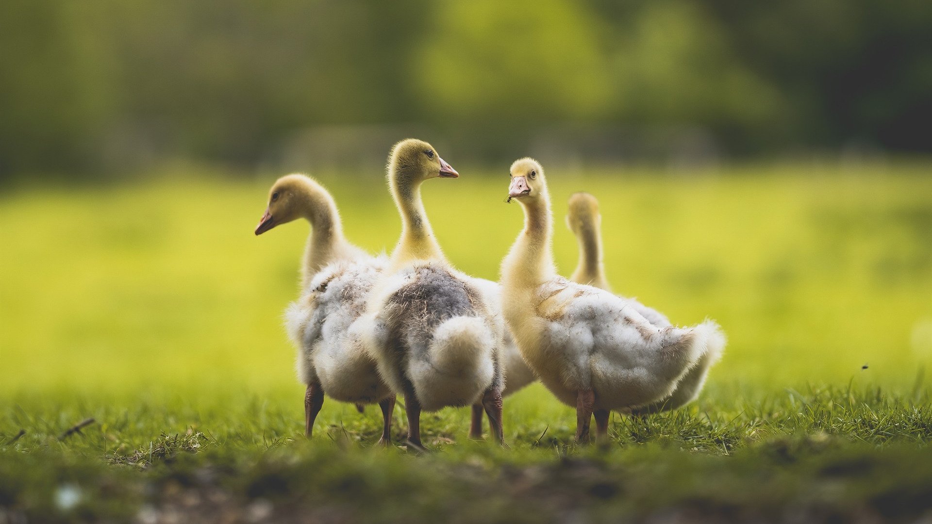 瑞安:全黑队攻击与防守的平衡者,给球队带来新局面,瑞安足球队