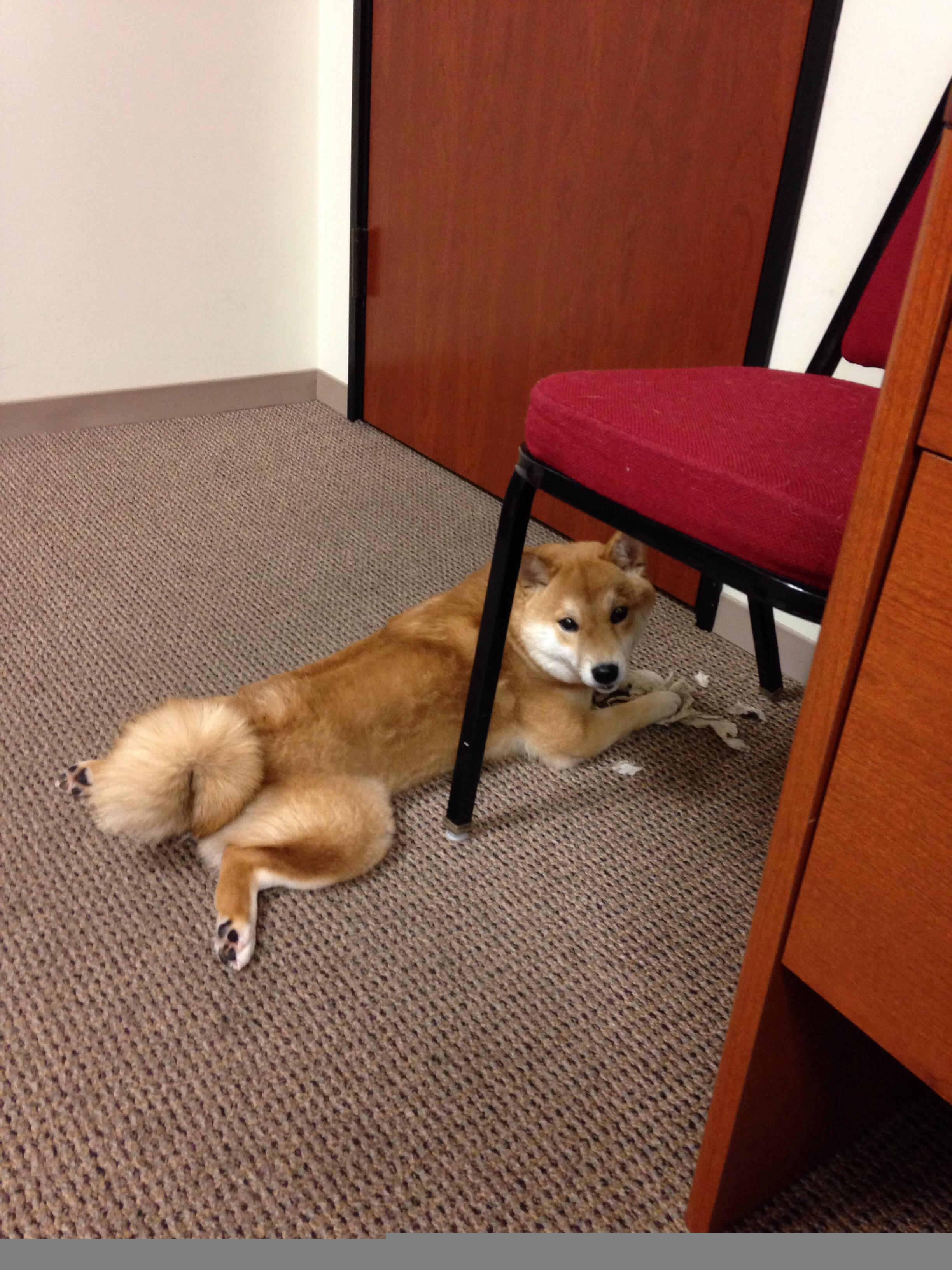 篮网小阵容轮换迅速增加比赛灵活度，篮网小将