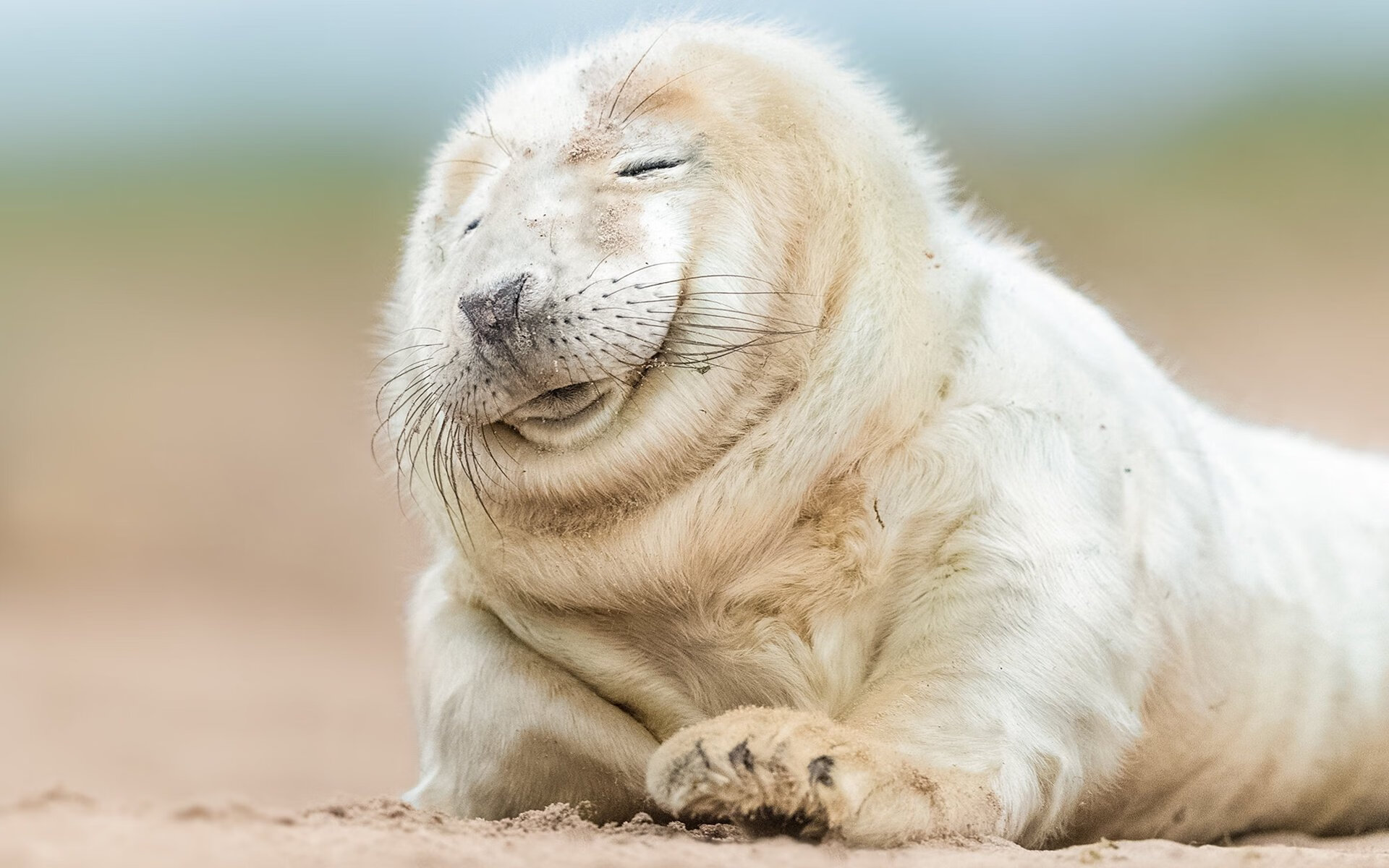 美洲杯的科技创新助球队表现,美洲杯邀请球队夺冠